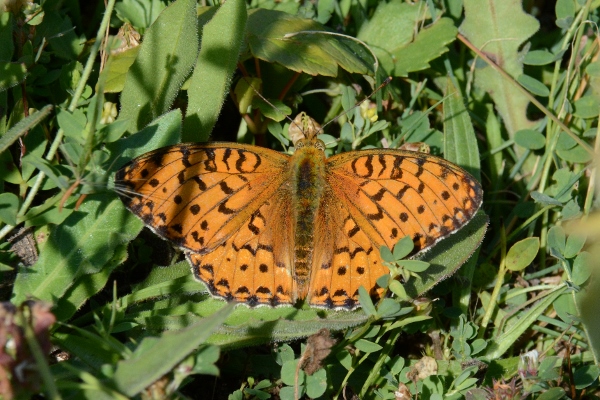 Argynnis aglaja ?